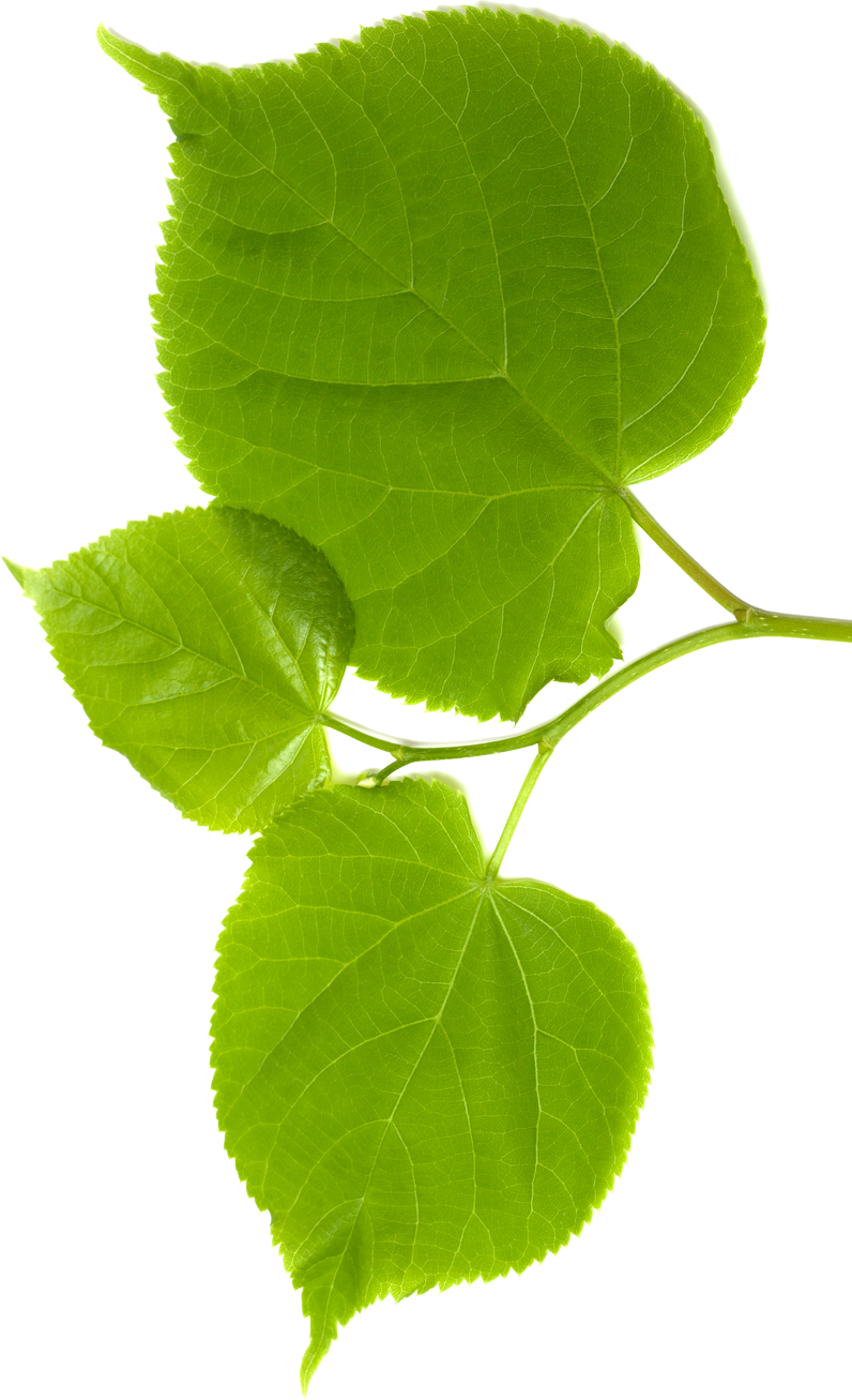 Lindenblätter - Schnitzstube Stadlhofer Shop