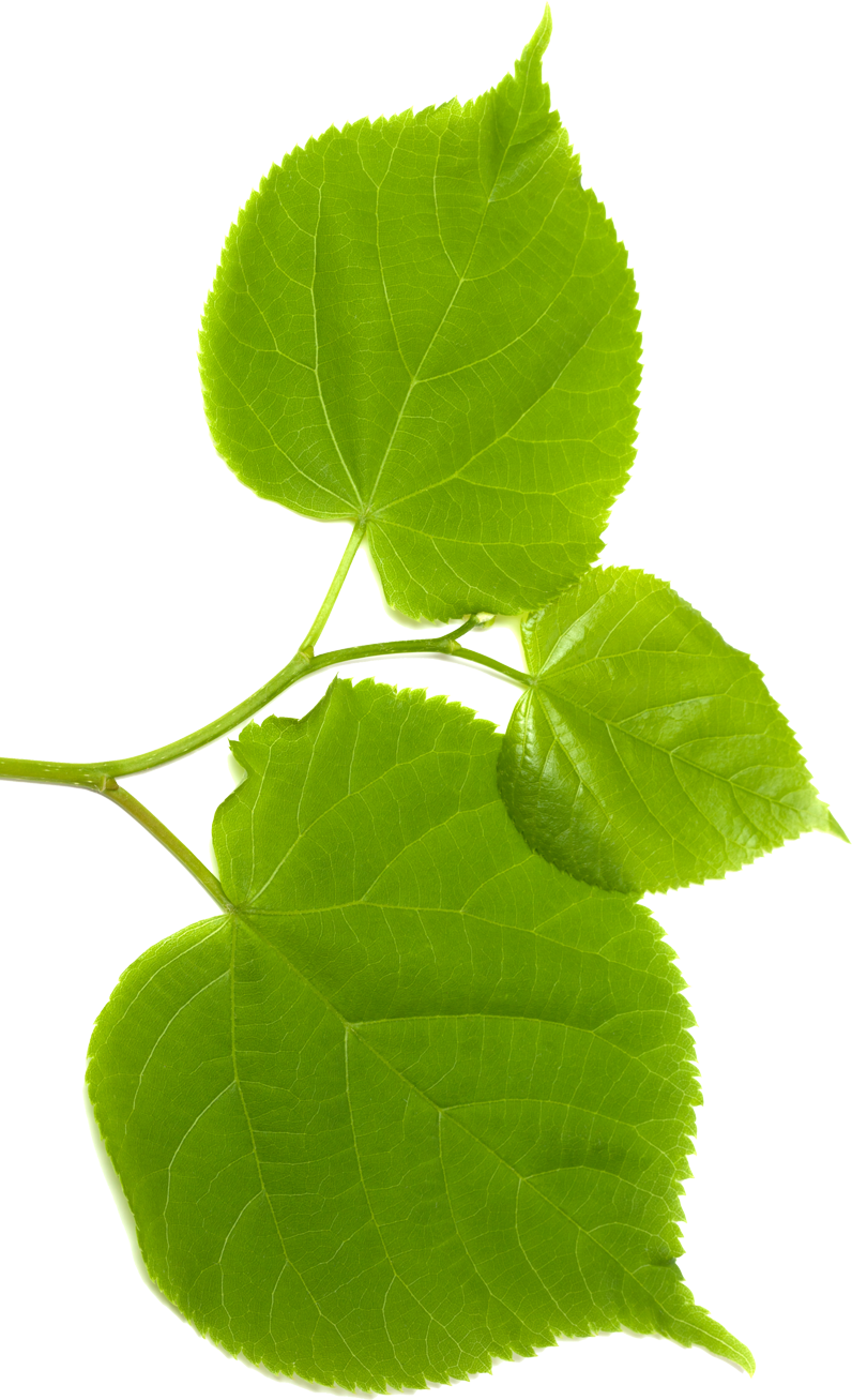 Lindenblätter - Schnitzstube Stadlhofer Shop